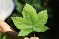 Acer pseudoplatanus