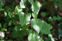 Dioscorea communis