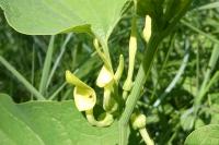 Aristolochia clematitis