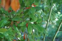 Photinia serrulata