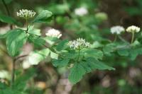 Cornus sanguinea