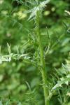 Cirsium palustre