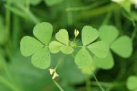 Medicago arabica