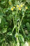 Sonchus asper
