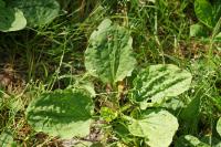 Plantago major