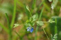 Veronica persica