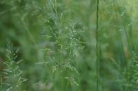 Poa trivialis