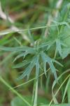 Ranunculus acris