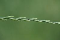 Lolium perenne