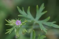 Geranium dissectum