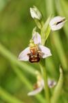 Ophrys apifera