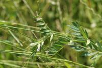 Vicia sativa