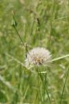 Tragopogon pratensis