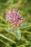 Trifolium pratense