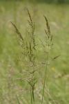 Arrhenatherum elatius