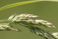 Holcus lanatus