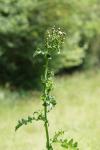 Sonchus asper