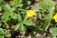 Potentilla reptans