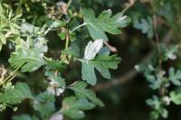 Crataegus monogyna