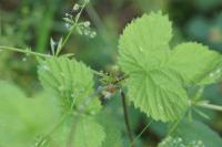 Humulus lupulus