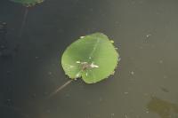 Nuphar lutea