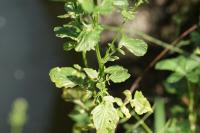 Barbarea vulgaris