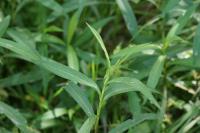 Solidago gigantea