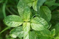 Mentha aquatica