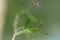 Geranium robertianum