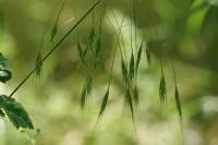 Anisantha sterilis