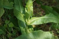 Dipsacus fullonum