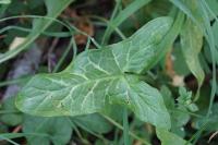 Arum italicum