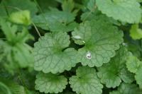 Glechoma hederacea