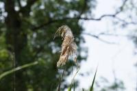 Phragmites australis