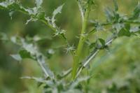 Cirsium vulgare