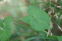 Convolvulus sepium
