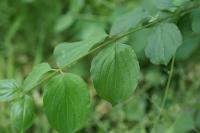 Cornus sanguinea