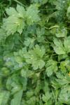 Ranunculus repens
