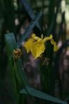Iris pseudacorus