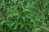 Heracleum sphondylium