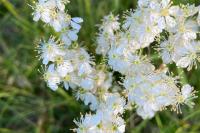 Filipendula vulgaris