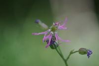 Lychnis flos-cuculi