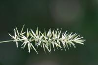 Anthoxanthum odoratum