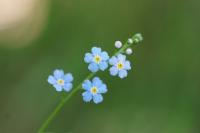 Myosotis scorpioides