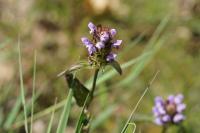 Prunella vulgaris
