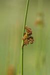 Juncus conglomeratus