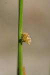 Juncus effusus