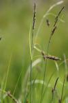 Carex flacca