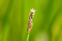 Eleocharis palustris