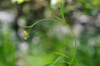 Ranunculus auricomus